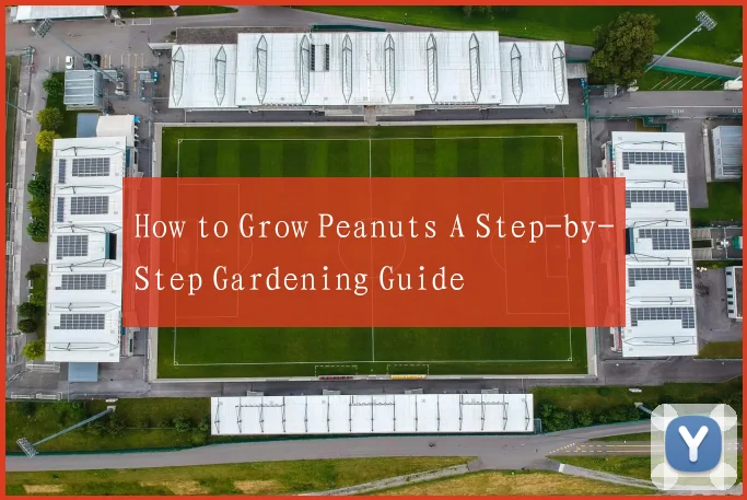How to Grow Peanuts A Step-by-Step Gardening Guide